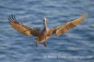 California brown pelican spreads its wings wide as it slows before landing on seacliffs, Pelecanus occidentalis, Pelecanus occidentalis californicus, La Jolla