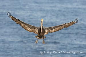 California brown pelican spreads its wings wide as it slows before landing on seacliffs, Pelecanus occidentalis, Pelecanus occidentalis californicus, La Jolla