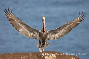 California brown pelican spreads its wings wide as it slows before landing on seacliffs, Pelecanus occidentalis, Pelecanus occidentalis californicus, La Jolla