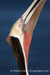 A brown pelican stretches its throat, seen here in distinctive mating coloration of red and olive, to keep it flexible and dislodge any prey that may be still in its throat pouch, Pelecanus occidentalis, La Jolla, California