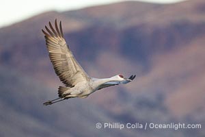 A sandhill crane taking flight in soft predawn light, Grus canadensis, Bosque del Apache National Wildlife Refuge, Socorro, New Mexico