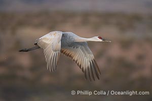 A sandhill crane taking flight in soft predawn light, Grus canadensis, Bosque del Apache National Wildlife Refuge, Socorro, New Mexico