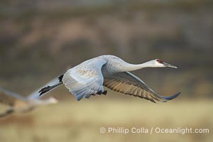 A sandhill crane taking flight in soft predawn light, Grus canadensis, Bosque del Apache National Wildlife Refuge, Socorro, New Mexico