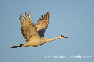 A sandhill crane in flight, spreading its wings wide which can span up to 6 1/2 feet, Grus canadensis, Bosque del Apache National Wildlife Refuge, Socorro, New Mexico