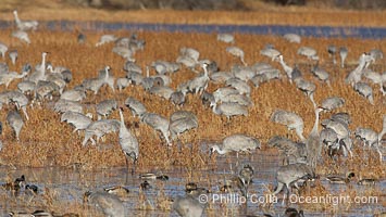 Sandhill cranes forage for corn, Grus canadensis, Bosque del Apache National Wildlife Refuge, Socorro, New Mexico