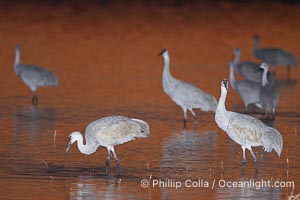 Sandhill cranes stand in shallow water reflecting golden sunset colors, Grus canadensis, Bosque del Apache National Wildlife Refuge, Socorro, New Mexico