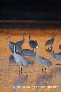 Sandhill cranes stand in shallow water reflecting golden sunset colors, Grus canadensis, Bosque del Apache National Wildlife Refuge, Socorro, New Mexico