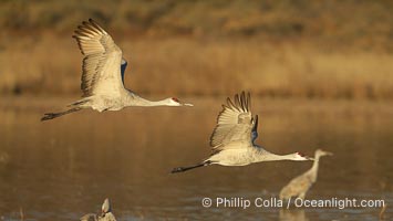 Two sandhill cranes flying side by side, Grus canadensis, Bosque del Apache National Wildlife Refuge, Socorro, New Mexico