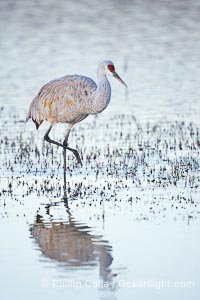 Sandhill crane resting in a shallow pond, reflected in still water with soft predawn light, Grus canadensis, Bosque del Apache National Wildlife Refuge, Socorro, New Mexico