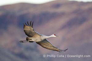 A sandhill crane taking flight in soft predawn light, Grus canadensis, Bosque del Apache National Wildlife Refuge, Socorro, New Mexico
