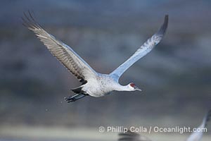 A sandhill crane taking flight in soft predawn light, Grus canadensis, Bosque del Apache National Wildlife Refuge, Socorro, New Mexico