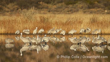 Sandhill cranes, reflected in the still waters of one of the Bosque del Apache NWR crane pools, Grus canadensis, Bosque del Apache National Wildlife Refuge, Socorro, New Mexico