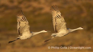 Sandhill cranes in flight, side by side in near-synchonicity, spreading their broad wides wide as they fly, Grus canadensis, Bosque del Apache National Wildlife Refuge, Socorro, New Mexico