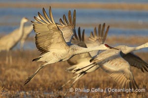 Sandhill cranes in flight, side by side in near-synchonicity, spreading their broad wides wide as they fly, Grus canadensis, Bosque del Apache National Wildlife Refuge, Socorro, New Mexico