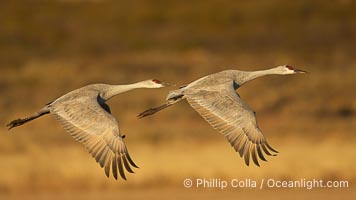 Sandhill cranes in flight, side by side in near-synchonicity, spreading their broad wides wide as they fly, Grus canadensis, Bosque del Apache National Wildlife Refuge, Socorro, New Mexico