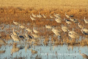 Sandhill cranes forage for corn, Grus canadensis, Bosque del Apache National Wildlife Refuge, Socorro, New Mexico