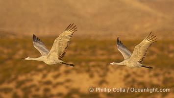 Two sandhill cranes flying side by side, Grus canadensis, Bosque del Apache National Wildlife Refuge, Socorro, New Mexico