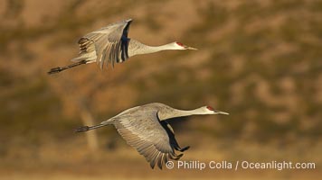 Two sandhill cranes flying side by side, Grus canadensis, Bosque del Apache National Wildlife Refuge, Socorro, New Mexico