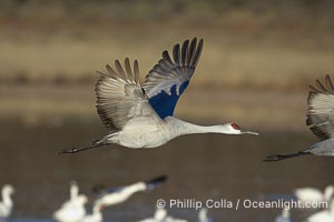 A sandhill crane in flight, spreading its wings wide which can span up to 6 1/2 feet, Grus canadensis, Bosque del Apache National Wildlife Refuge, Socorro, New Mexico