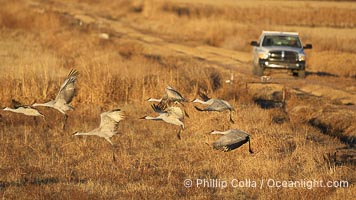 Sandhill cranes, flying in front of a refuge management staff truck, Grus canadensis, Bosque del Apache National Wildlife Refuge, Socorro, New Mexico