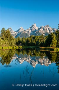 The Teton Range at sunrise is reflected in a beaver pond situated in a sidewater of the Snake River near Schwabachers Landing during summer, Schwabacher Landing, Grand Teton National Park, Wyoming