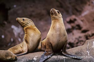 California sea lions, Coronado Islands, Zalophus californianus, Coronado Islands (Islas Coronado)