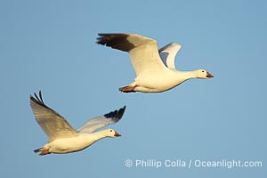 Snow geese in flight, Chen caerulescens, Bosque del Apache National Wildlife Refuge, Socorro, New Mexico