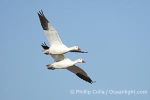 Snow geese in flight, Chen caerulescens, Bosque del Apache National Wildlife Refuge, Socorro, New Mexico