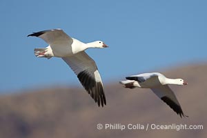 Snow geese in flight, Chen caerulescens, Bosque del Apache National Wildlife Refuge, Socorro, New Mexico