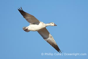 Snow goose in flight, Chen caerulescens, Bosque del Apache National Wildlife Refuge, Socorro, New Mexico