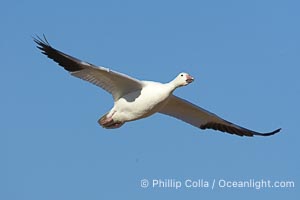 Snow goose in flight, Chen caerulescens, Bosque del Apache National Wildlife Refuge, Socorro, New Mexico