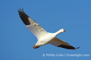 Snow goose in flight, Chen caerulescens, Bosque del Apache National Wildlife Refuge, Socorro, New Mexico