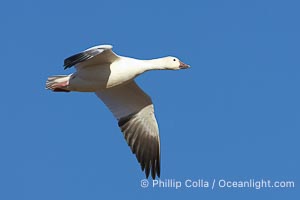 Snow goose in flight, Chen caerulescens, Bosque del Apache National Wildlife Refuge, Socorro, New Mexico