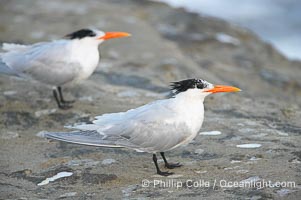 Royal tern, winter adult phase, Sterna maxima, La Jolla, California
