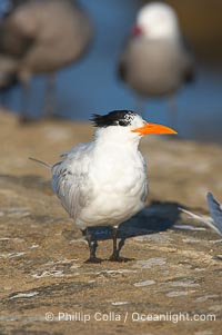 Royal tern, winter adult phase, Sterna maxima, La Jolla, California
