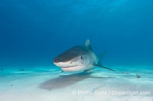 Tiger shark, Galeocerdo cuvier