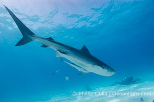 Tiger shark, Galeocerdo cuvier