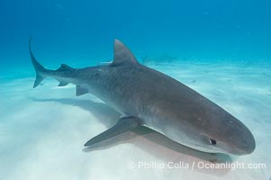 Tiger shark, Galeocerdo cuvier