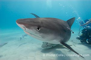 Tiger shark, Galeocerdo cuvier
