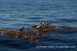 Sea birds (likely Western and/or Heermanns gulls) on drift kelp, open ocean, Larus occidentalis, Larus heermanni, San Diego, California