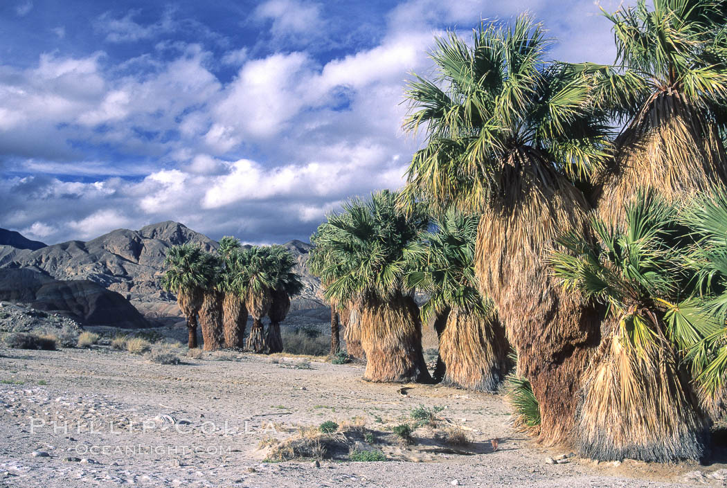 Seventeen Palms Oasis, Borrego Badlands, Anza-Borrego Desert State Park, Anza Borrego, California