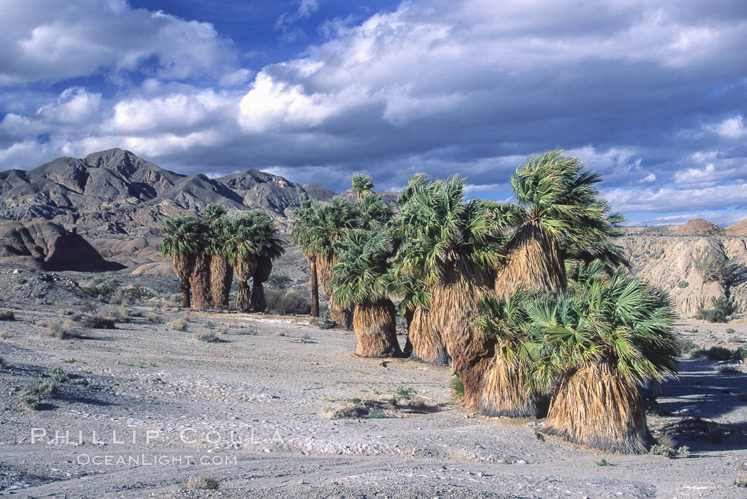 Seventeen Palms Oasis, Borrego Badlands. Anza-Borrego Desert State Park, Borrego Springs, California, USA, natural history stock photograph, photo id 05536