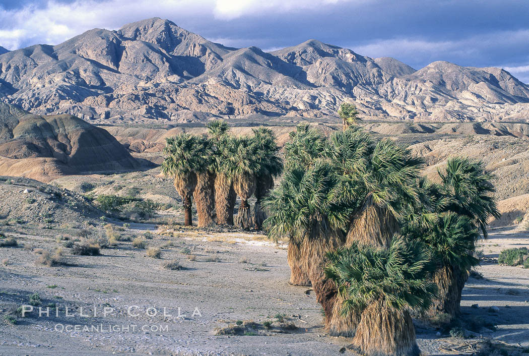 Seventeen Palms Oasis, Borrego Badlands. Anza-Borrego Desert State Park, Borrego Springs, California, USA, natural history stock photograph, photo id 05540