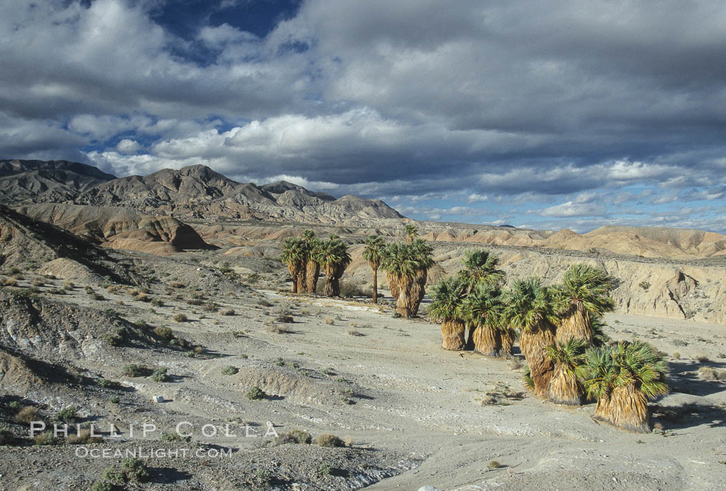 Seventeen Palms Oasis, Borrego Badlands. Anza-Borrego Desert State Park, Borrego Springs, California, USA, natural history stock photograph, photo id 05535