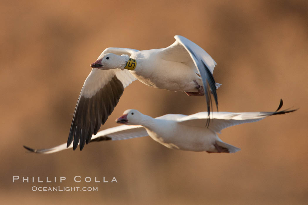 Snow goose bearing neck and leg research ID tags, in flight, Chen caerulescens, Bosque Del Apache, Socorro, New Mexico