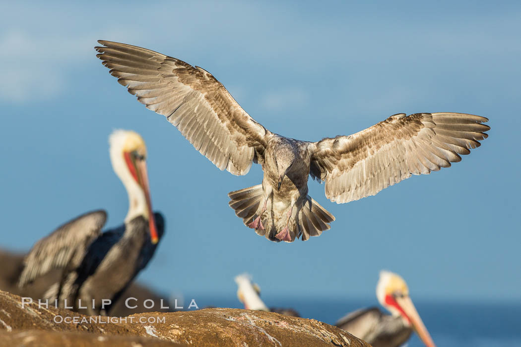 Pelecanus occidentalis, Pelecanus occidentalis californicus, La Jolla, California