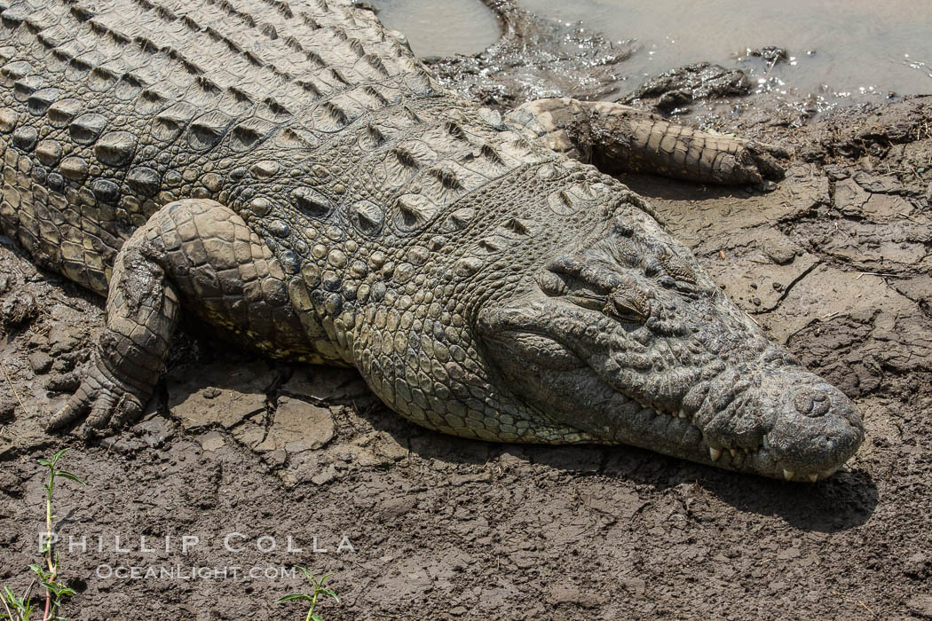 Nile crocodile, Maasai Mara, Kenya. Maasai Mara National Reserve, Crocodylus niloticus, natural history stock photograph, photo id 29907