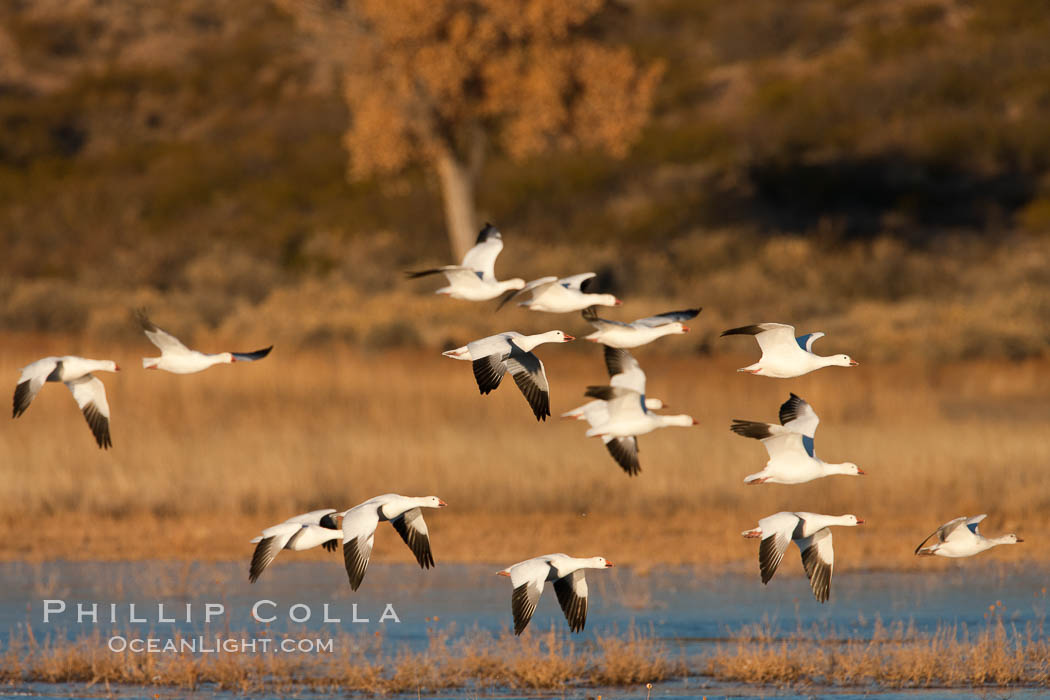 A flock of snow geese in flight. Bosque Del Apache, Socorro, New Mexico, USA, Chen caerulescens, natural history stock photograph, photo id 26234