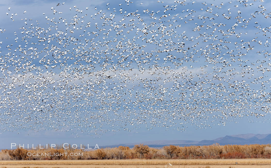 A flock of snow geese in flight. Bosque Del Apache, Socorro, New Mexico, USA, Chen caerulescens, natural history stock photograph, photo id 26208