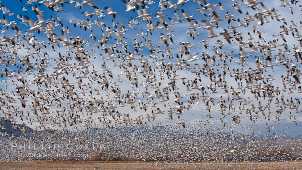 A flock of snow geese in flight. Bosque Del Apache, Socorro, New Mexico, USA, Chen caerulescens, natural history stock photograph, photo id 26212